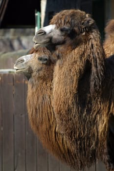 A shot of two camels standing at the zoo
