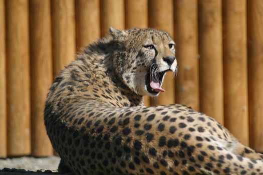 Cheetah