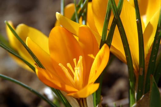 Crocus