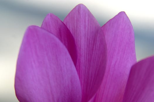 Sheets of purple flower