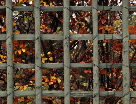 Green wood fence, colorful tree foliage, autumn background