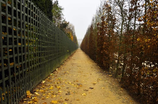 Straight footpath in autumn, Versailles gardens, France