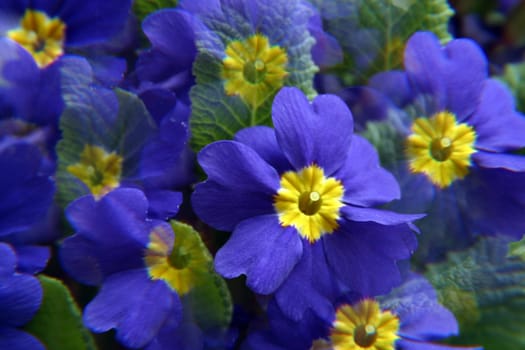 Primula flowers