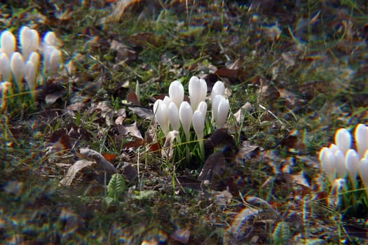 White crocus