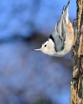 A nuthatch perched on the side of a tree trunk.