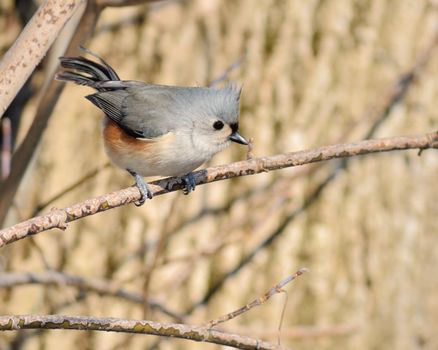 Tufted titmouse perched on a tree branch.
