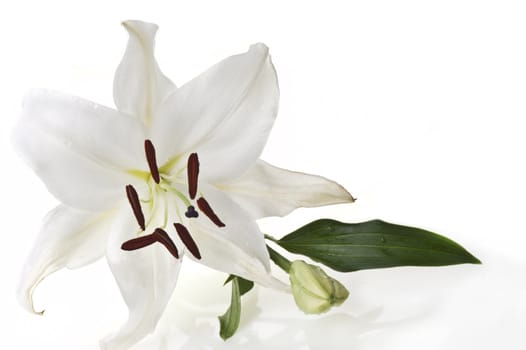 One white liliac on a white background
