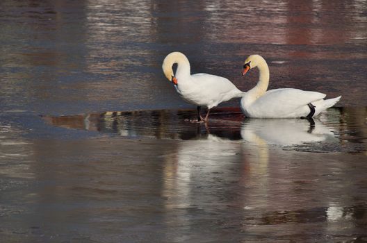 A pair of mute swans on the ice in winter.