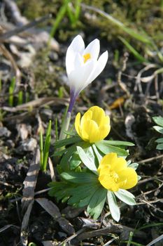 Spring flowers