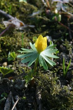 Spring flower