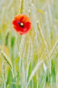 a poppy in wheat field