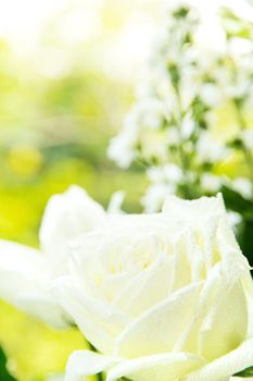 White roses background