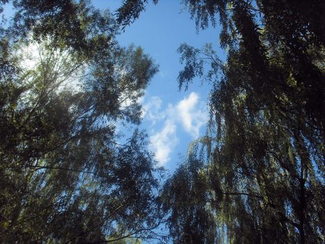 From the forest to see the sky