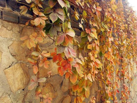 The wall of yellow leaves in autumn