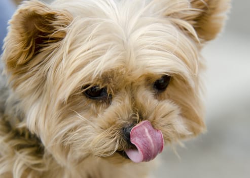 a yorkshire portrait