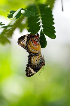 butterflies mating and hanging from the green leaves