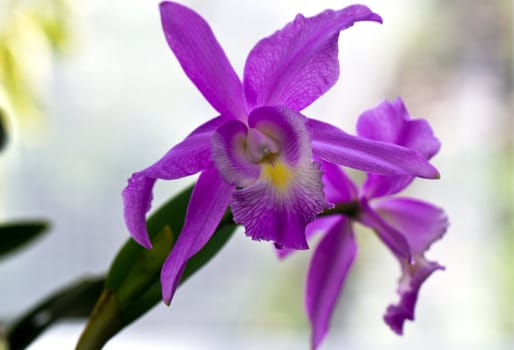 Purple Orchid close up view with the white space background