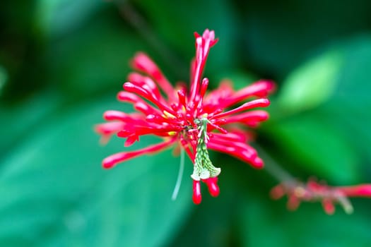 close up view of a red flower with green background from the surrounding foliage