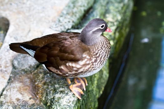 A female Mandarin Duck (Aix galericulata) standing by the pond