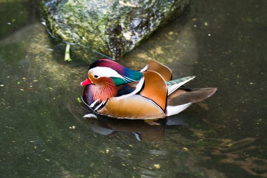 A male Mandarin Duck (Aix galericulata) swimming in a pond