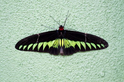 Rajah Brooke's Birdwing (Trogonoptera brookiana) Butterfly resting on the green cement wall