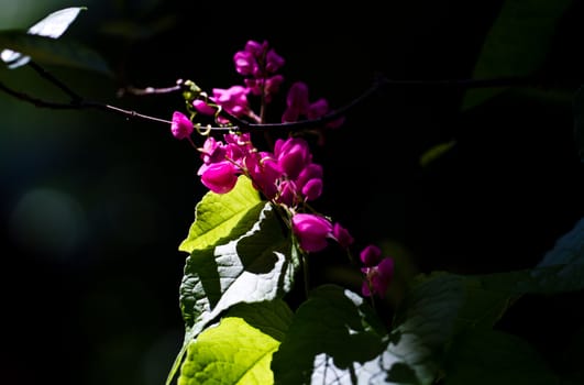 red flower under direct sun beam in the afternoon with dark green background from under exposed surrounding foliage