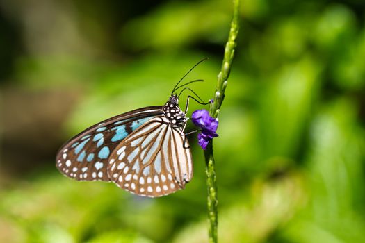 butterfly on the the blue flower with blurry green background of the sun-lit surrounding foliage