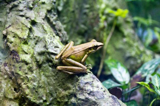 a green frog resting on a tree bark