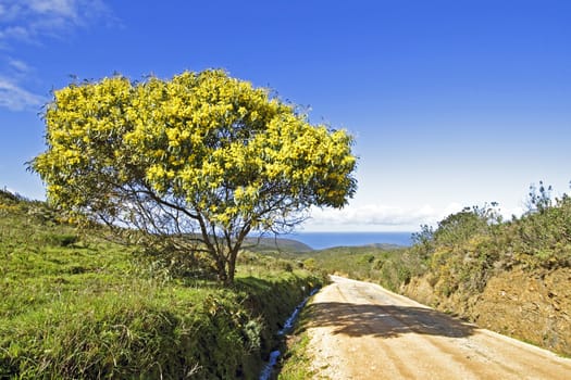 Blossoming mimosa tree and the atlantic ocean in springtime in Portugal