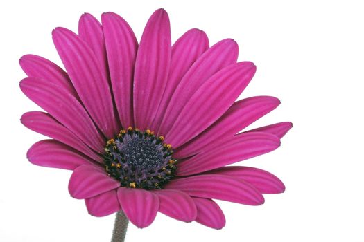 Beautiful fanfare flower on a white background