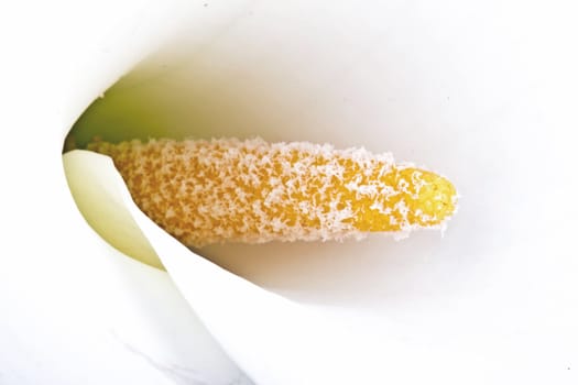 White calla lily close up