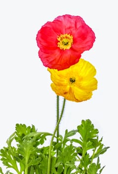 Red and Yellow Poppies with Green Foliage on White Backdrop