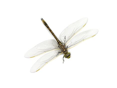 A close up shot of a dragon fly on white