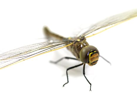 A close up shot of a dragon fly on white