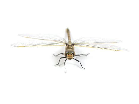 A close up shot of a dragon fly on white