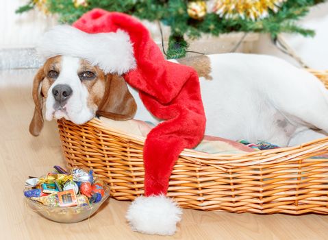 sleeping dog weared to to red santa hat with christmas tree in background
