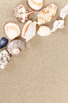 sea shells with sand as background or backdrop