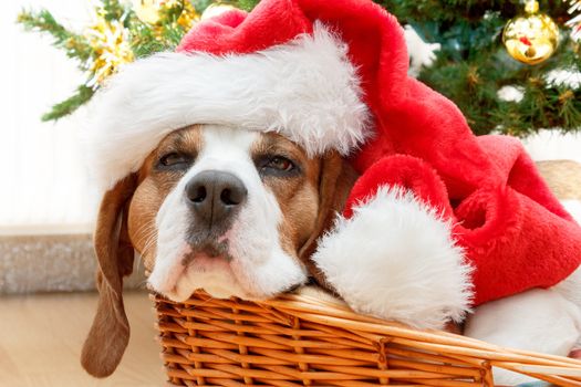 sleeping dog weared to to red santa hat with christmas tree in background