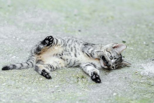 lying small baby cat, rural scene, shallow focus