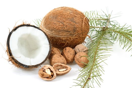 Coconut and walnut on white background with pine twig