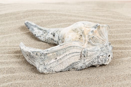 close up detail of damaged seashell in sand 