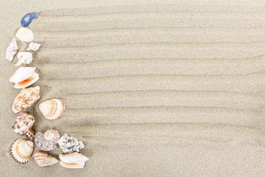 sea shells with sand as background or backdrop