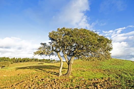 Corktree in the countryside from Portugal