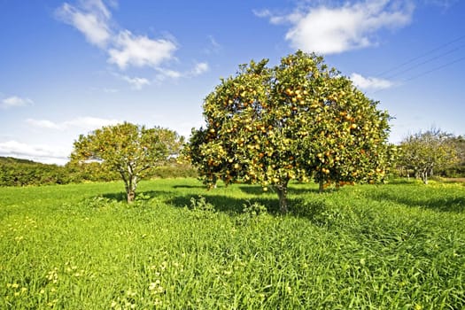 Orange trees full of oranges in springtime in Portugal
