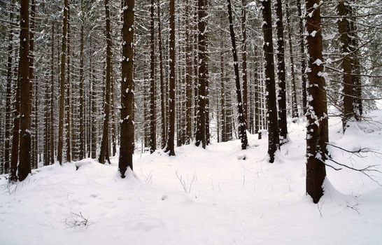 snowy dense spruce forest somewhere in the north