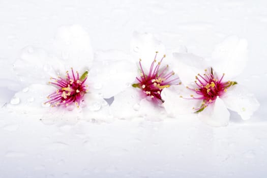 Blossoming almond flowers on a white background