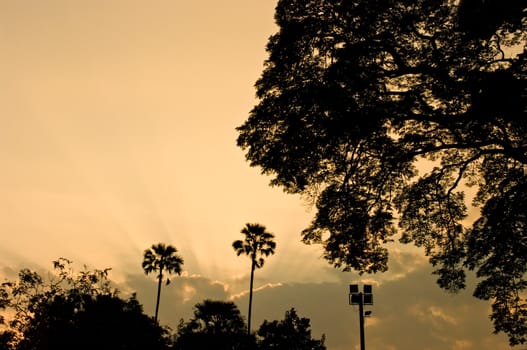 Sunrise sky with tree silhouette, Nice landscape