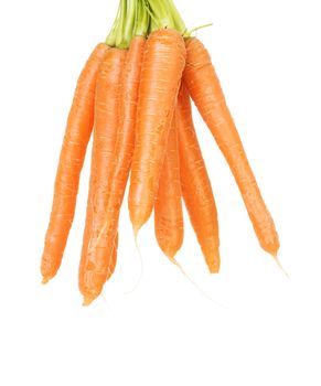 Bunch of carrots , isolated