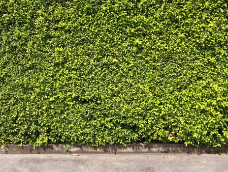 Green leaves wall for background