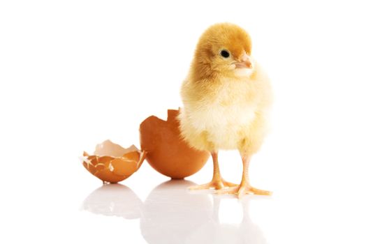 Little chicken and eggshell